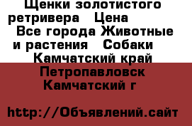 Щенки золотистого ретривера › Цена ­ 15 000 - Все города Животные и растения » Собаки   . Камчатский край,Петропавловск-Камчатский г.